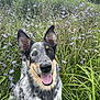 dog, happy, smiling, tongue_out, grass, flowers, purple_flowers, outdoor, nature, greenery, animal, pet, portrait, close_up, ears_up, speckled_coat, canine, field, sunlight, summer