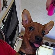 Nano joined the competition — help win amazing prizes! dog, pet, brown_dog, close_up, indoor, collar, ears, tongue_out, window, blind, helmet, shelf, cross, person_partial, red_shirt, wall, ceiling, playful, candid, cute