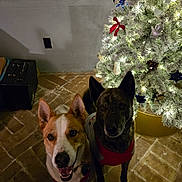 Smokey And Bandit is registered to the contest to win money with this photo: black_dog, brick_floor, brown_dog, canine, christmas_tree, companions, cute, decorations, dog, ears_up, festive, holiday, indoor, lights, looking_up, pets, smiling_dog, sweater, two_dogs, winter