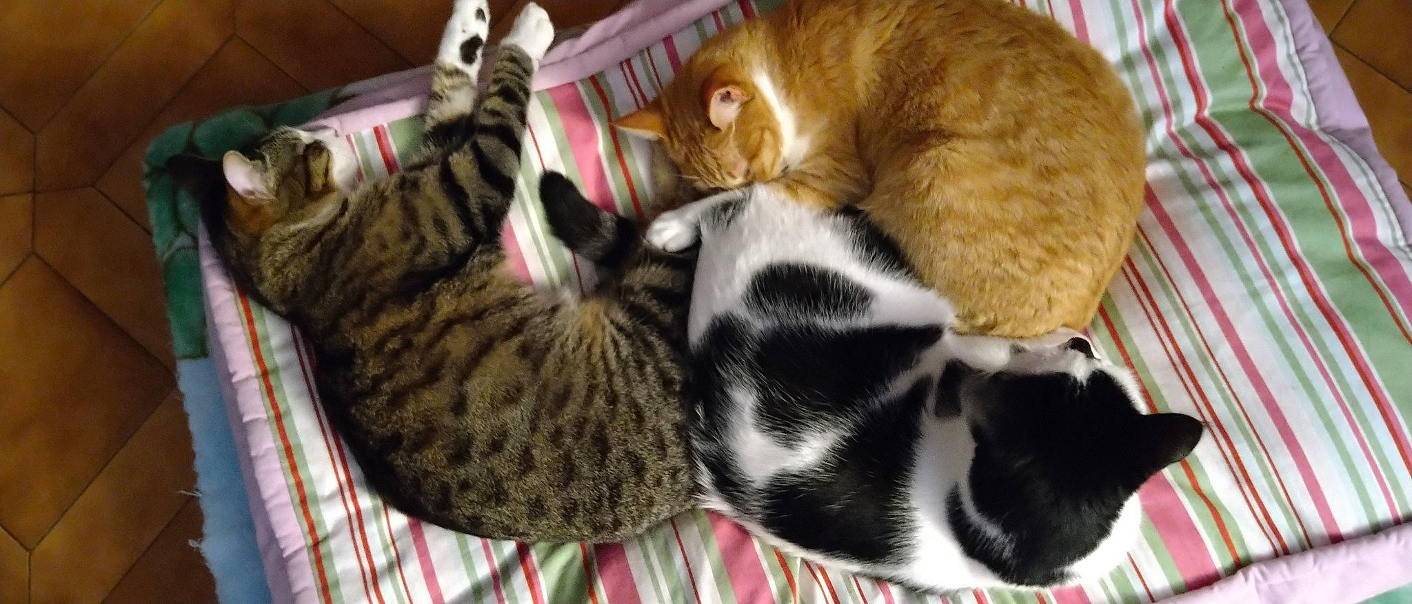 Zelda Link Samy participe au concours pour gagner de l'argent avec cette photo : carnivore, cat, claw, comfort, domestic_short_haired_cat, felidae, fur, pattern, paw, small_to_medium_sized_cats, snout, tail, whiskers