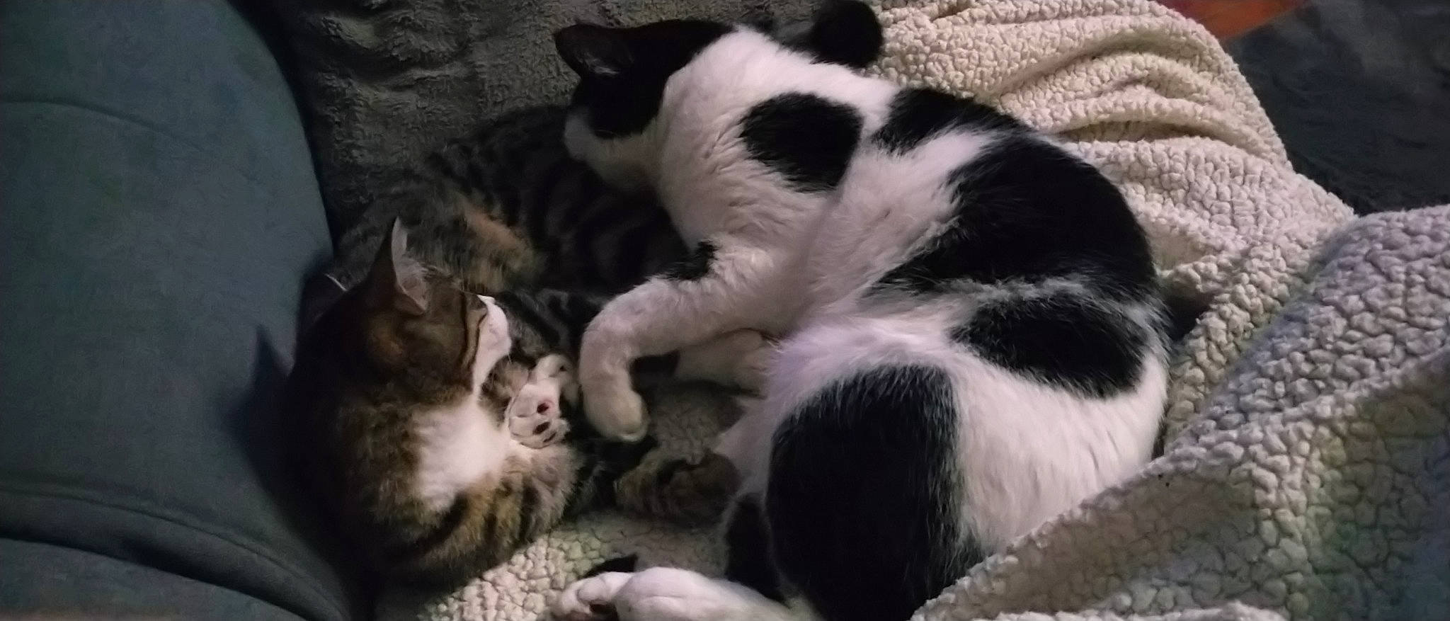 Zelda Link Samy a rejoint le concours — aidez-le/la à gagner de superbes lots ! canidae, carnivore, cat, claw, comfort, dog_breed, domestic_short_haired_cat, felidae, fur, mammal, nap, paw, sleep, small_to_medium_sized_cats, snout, tail, terrestrial_animal, vertebrate, whiskers