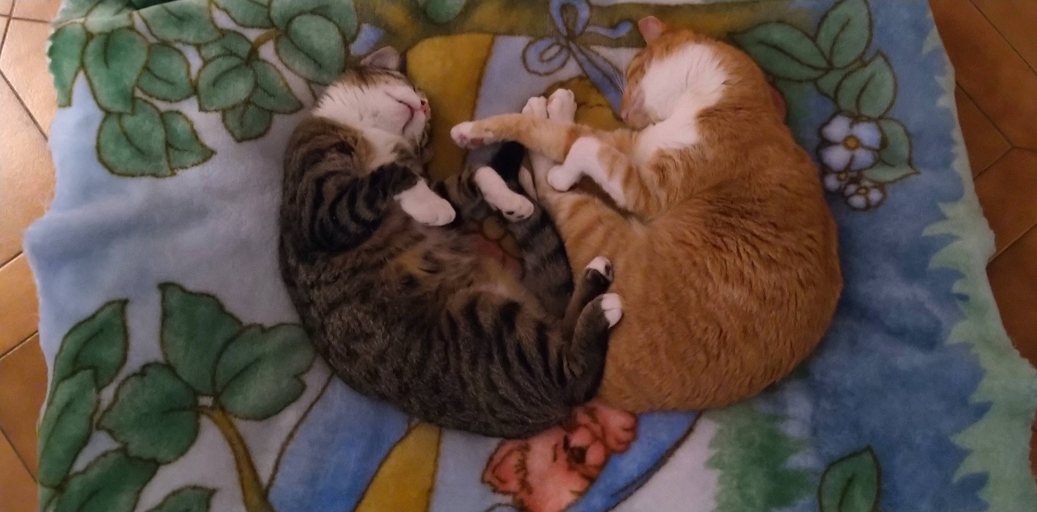 Zelda Link Samy a rejoint le concours — aidez-le/la à gagner de superbes lots ! bed, carnivore, cat, cat_bed, cat_supply, comfort, companion_dog, dog_breed, domestic_short_haired_cat, felidae, fur, linens, nap, paw, small_to_medium_sized_cats, tail, tree, vertebrate, whiskers, wood