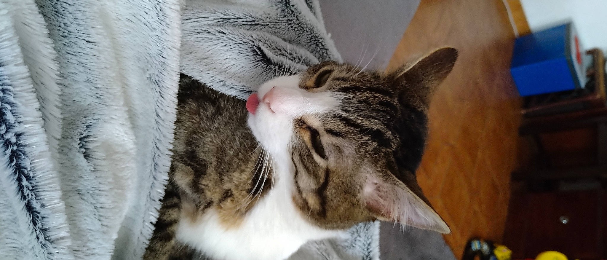 Zelda Link Samy participe au concours pour gagner de l'argent avec cette photo : carnivore, cat, claw, close_up, comfort, domestic_short_haired_cat, ear, felidae, fur, paw, small_to_medium_sized_cats, snout, terrestrial_animal, tree, whiskers, wildlife