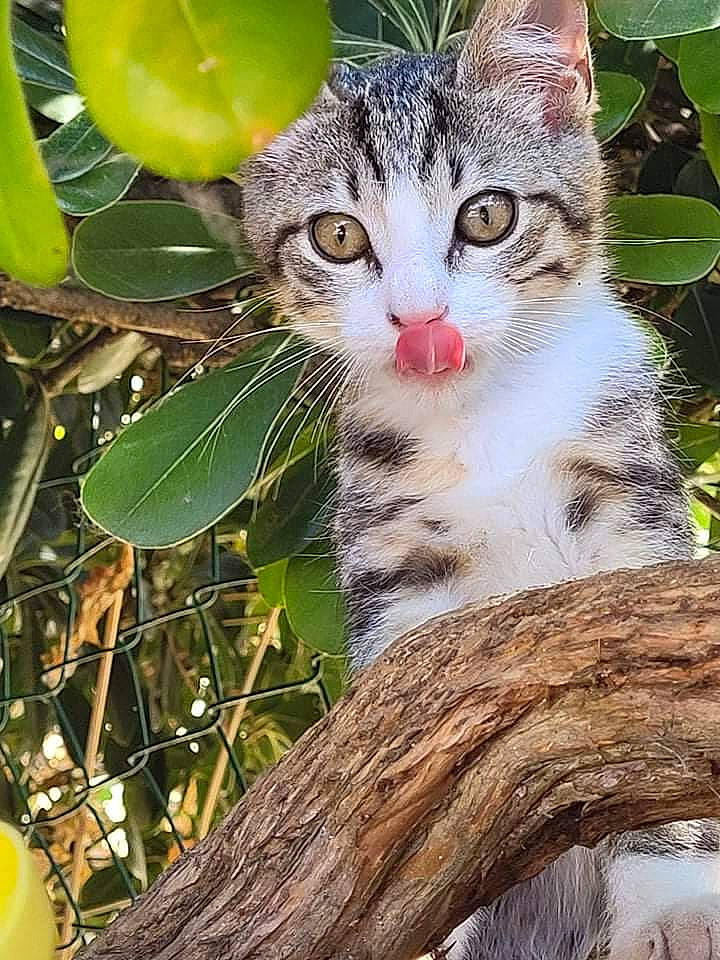 Samy a rejoint le concours — aidez-le/la à gagner de superbes lots ! botany, branch, carnivore, cat, cucumber, domestic_short_haired_cat, felidae, grass, green, nature, organism, plant, small_to_medium_sized_cats, tail, terrestrial_animal, terrestrial_plant, tree, twig, whiskers, wood