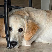 Rylee is registered to the contest to win money with this photo: dog, golden_retriever, lying_down, floor, indoor, pet, animal, chair_leg, light_brown_fur, black_nose, ears, quiet, resting, close_up, canine, domestic_animal, calm, cute, companion, fur