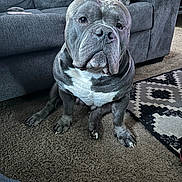 Draco is registered to the contest to win money with this photo: dog, pet, indoor, carpet, couch, furniture, animal, canine, gray_dog, white_chest, sitting, home, living_room, rug, closeup, portrait, paw, ears, floor, cute