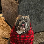 Drako joined the competition — help win amazing prizes! dog, hoodie, red_checkered, carpet, couch, indoor, pet, sitting, canine, cute, tongue_out, fur, animal, cozy, plush, living_room, domestic, companion, relaxed, portrait