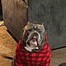 dog, hoodie, red_checkered, carpet, couch, indoor, pet, sitting, canine, cute, tongue_out, fur, animal, cozy, plush, living_room, domestic, companion, relaxed, portrait