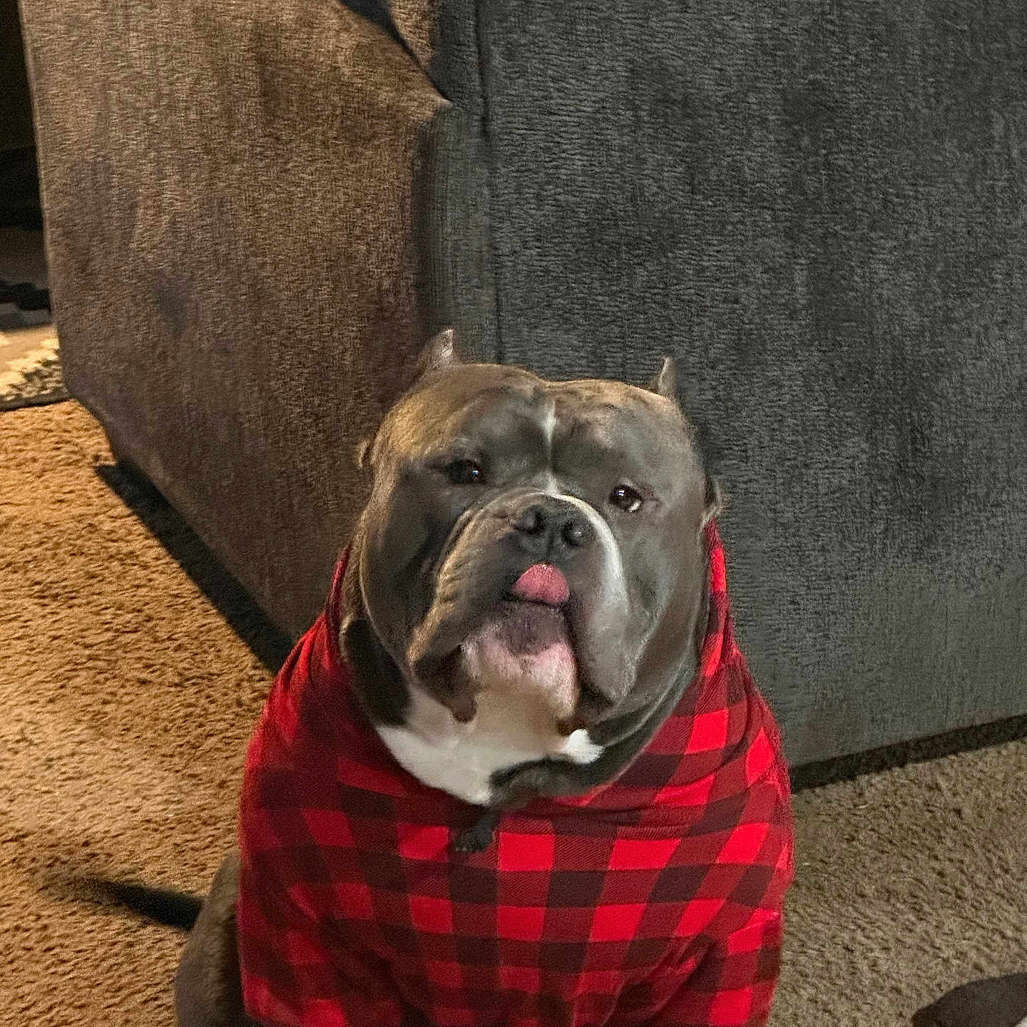 Drako