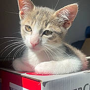Takis participe au concours pour gagner de l'argent avec cette photo : kitten, cat, box, whiskers, fur, closeup, pet, animal, indoor, light, shadow, relaxing, cute, young, feline, soft, domestic, portrait, resting, curious