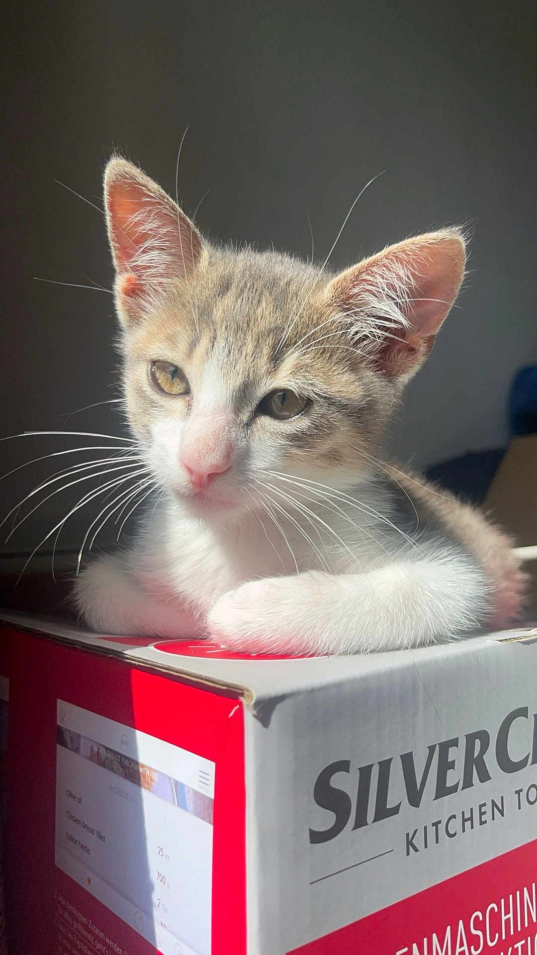 Takis participe au concours pour gagner de l'argent avec cette photo : kitten, cat, box, whiskers, fur, closeup, pet, animal, indoor, light, shadow, relaxing, cute, young, feline, soft, domestic, portrait, resting, curious