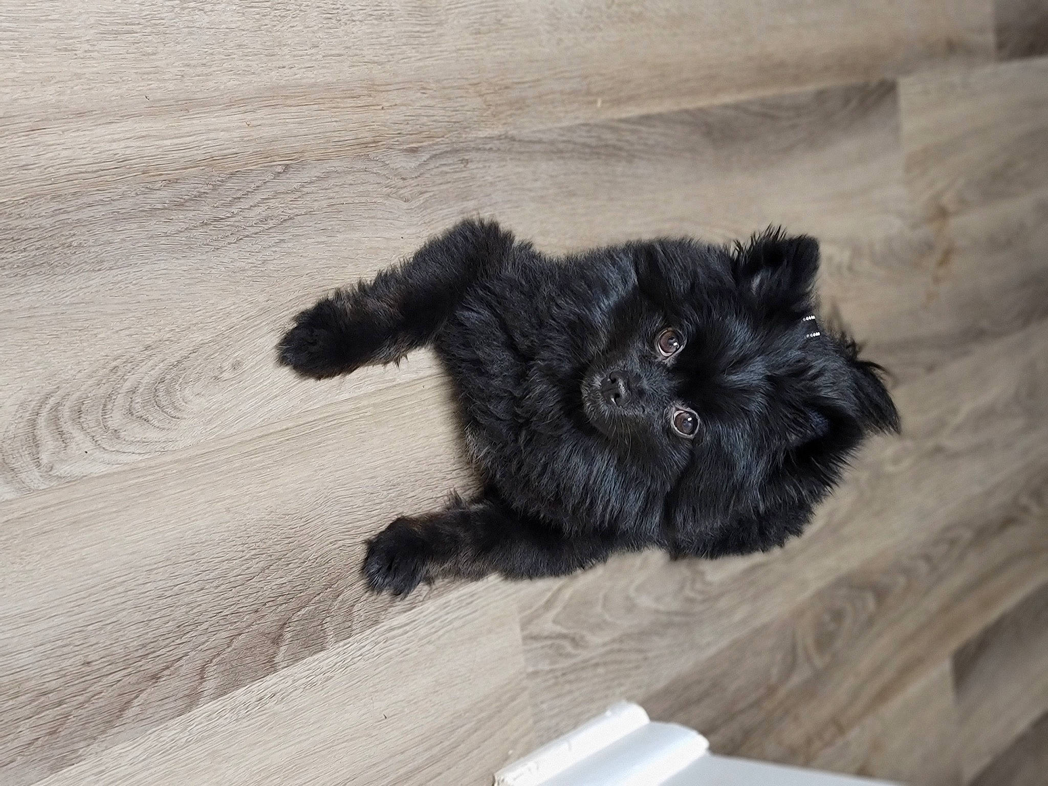 Peppa is registered to the contest to win money with this photo: black_cat, british_longhair, canidae, carnivore, cat, dog_breed, domestic_long_haired_cat, felidae, fur, persian, small_to_medium_sized_cats, tail