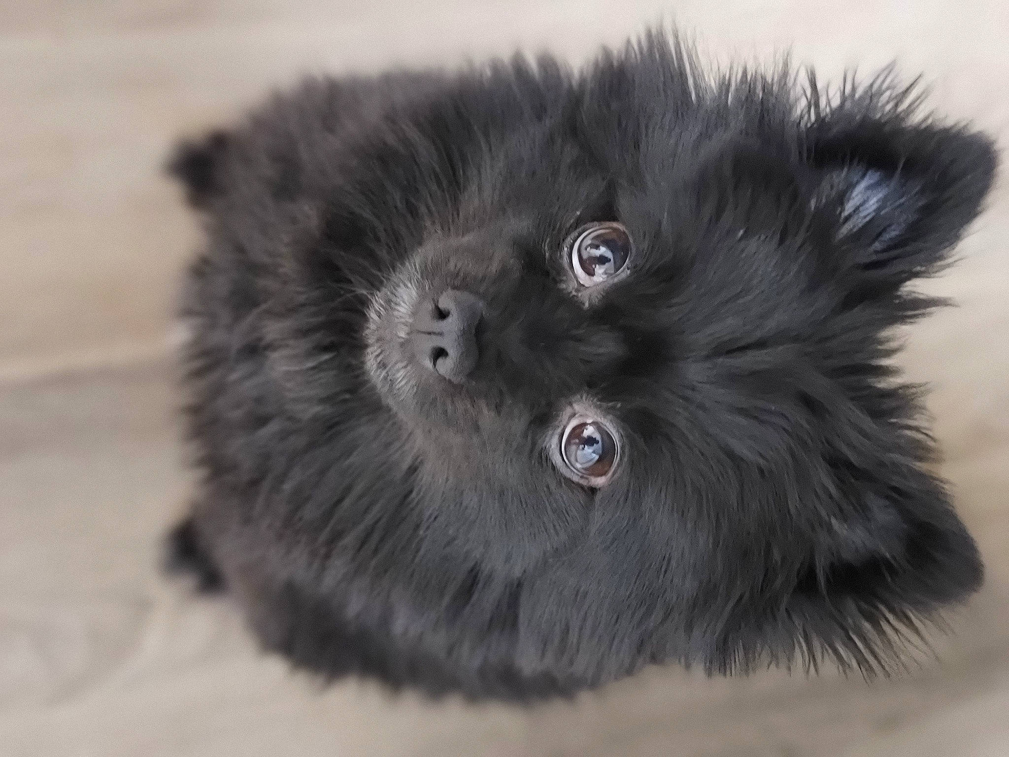 Peppa joined the competition — help win amazing prizes! black, british_longhair, canidae, carnivore, companion_dog, dog, dog_breed, fur, german_spitz, german_spitz_klein, german_spitz_mittel, keeshond, non_sporting_group, pomeranian, puppy, snout, spitz, swedish_lapphund, whiskers