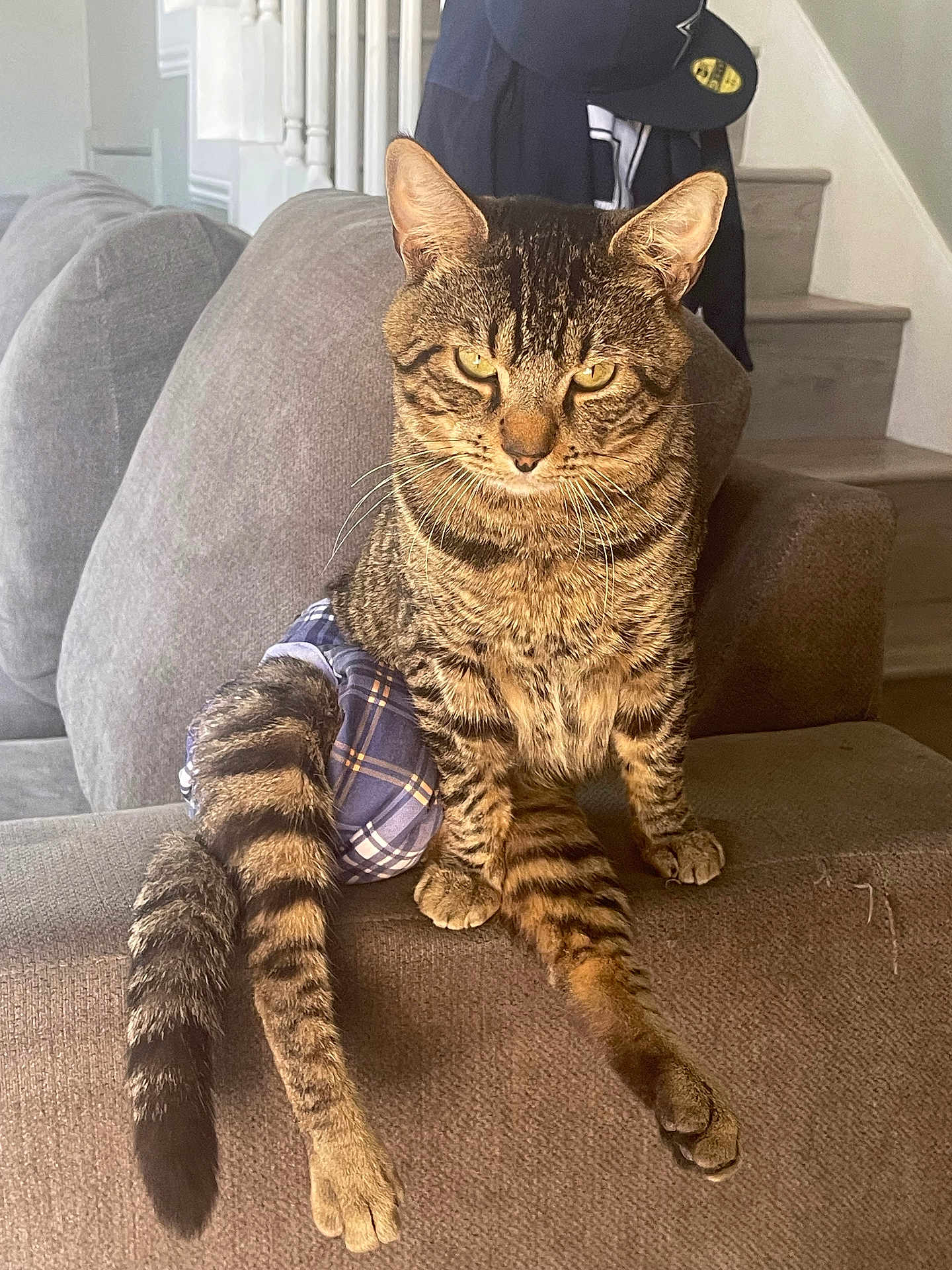 Rocky Boy is registered to the contest to win money with this photo: cat, tabby, diaper, couch, indoor, pet, feline, striped, tail, whiskers, ears, fur, animal, sitting, house, stairs, clothing, plaid, relaxed, looking