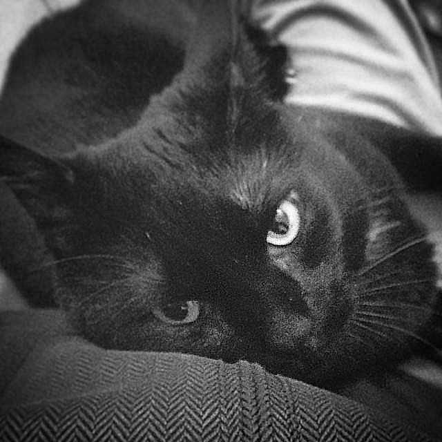 Gulliver is registered to the contest to win money with this photo: