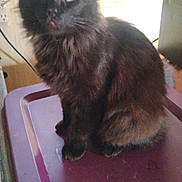 Jack Jack joined the competition — help win amazing prizes! backlit, black_cat, cat, close_up, curious, cute, ears, feline, green_eyes, household, indoor, long_fur, paw, pet, plastic_lid, portrait, sitting, storage_bin, whiskers, window