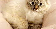Stevie is registered to the contest to win money with this photo: cat, fluffy, blue_eyes, pet, animal, feline, cozy, blanket, soft, comfortable, indoor, resting, cute, fur, whiskers, close_up, relaxed, domestic, sleepy, warm