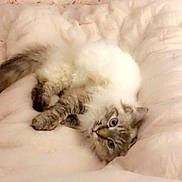 Stevie is registered to the contest to win money with this photo: cat, fluffy, bed, blanket, indoor, pet, feline, cozy, relaxed, blue_eyes, fur, comfort, resting, home, domestic, cute, animal, sleepy, soft, bedroom