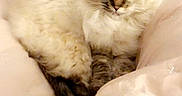 Stevie is registered to the contest to win money with this photo: animal, bedroom, blanket, cat, comfort, cozy, curious, cute, ears, eyes, feline, fluffy, fur, home, indoor, pet, relaxed, resting, soft, whiskers