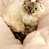 Stevie is registered to the contest to win money with this photo: cat, fluffy, bedroom, blanket, feline, pet, indoor, cozy, soft, cute, curious, animal, resting, comfort, fur, whiskers, ears, eyes, relaxed, home