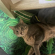 Kaya a rejoint le concours — aidez-le/la à gagner de superbes lots ! cat, gray_tabby, pet, indoor, carpet, green_rug, wooden_table, floor, curious, wide_eyes, feline, domestic_animal, collar, whiskers, ears, fur, resting, looking, household, cozy