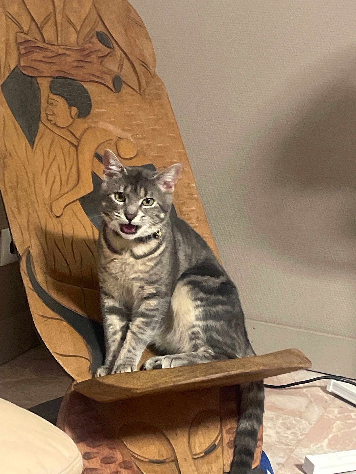 Kaya a rejoint le concours — aidez-le/la à gagner de superbes lots ! cat, tabby, indoor, wooden_chair, carving, furniture, pet, animal, sitting, floor, tail, meowing, grey, striped, domestic_cat, household, feline, eyes, mouth_open, relaxed