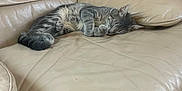 Kaya participe au concours pour gagner de l'argent avec cette photo : animal, cat, comfortable, couch, cozy, feline, fur, gray_tabby, head, home, indoor, leather_couch, mammal, paw, pet, quiet, relaxed, resting, sleeping, soft