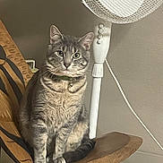 Kaya participe au concours pour gagner de l'argent avec cette photo : animal, cat, collar, domestic_animal, fan, feline, floor, fur, furniture, home, household_item, indoor, looking, mammal, pet, relaxed, sitting, tabby_cat, whiskers, wooden_chair