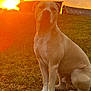dog, sunset, grass, barn, outdoor, animal, field, nature, sky, clouds, rural, pet, canine, golden_hour, evening, sitting, portrait, light, scenery, farm