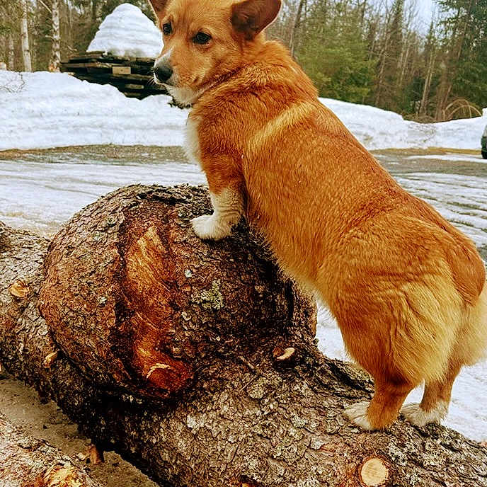 Addy joined the competition — help win amazing prizes! dog, corgi, animal, outdoor, snow, winter, forest, trees, woodland, fallen_log, tree_trunk, standing, balancing, looking_back, fluffy, brown_and_white, ears, tail, nature, portrait