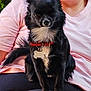 dog, pet, black_dog, collar, person, lap, sitting, fur, outdoor, plant, casual_clothing, red_collar, white_chest, small_dog, cute, portrait, animal, companionship, relaxed, human