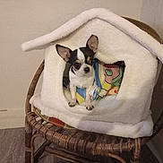 Orphee participe au concours pour gagner de l'argent avec cette photo : dog, chihuahua, small_dog, pet, animal, sitting, blanket, blanket_fort, wicker_chair, chair, cushion, indoors, home, cozy, cute, portrait, black_and_white, brown, colorful, floor