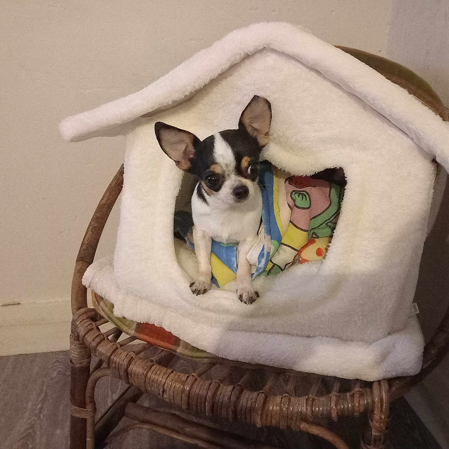 Orphee participe au concours pour gagner de l'argent avec cette photo : dog, chihuahua, small_dog, pet, animal, sitting, blanket, blanket_fort, wicker_chair, chair, cushion, indoors, home, cozy, cute, portrait, black_and_white, brown, colorful, floor