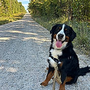 Clark Griswold is registered to the contest to win money with this photo: dog, bernese_mountain_dog, animal, pet, outdoor, gravel_path, trees, forest, leash, happy, tongue_out, sunlight, nature, canine, sitting, summer, blue_sky, greenery, daytime, walk
