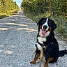 animal, bernese_mountain_dog, blue_sky, canine, daytime, dog, forest, gravel_path, greenery, happy, leash, nature, outdoor, pet, sitting, summer, sunlight, tongue_out, trees, walk