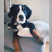 Clark is registered to the contest to win money with this photo: animal, bernese_mountain_dog, black, brown, collar, couch, cute, dog, ears, fur, indoor, living_room, nose, paw, pet, pillow, puppy, relaxed, white, wood_floor