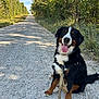 dog, bernese_mountain_dog, leash, gravel_road, trees, forest, outdoor, sunny, daytime, nature, canine, pet, sitting, happy, tongue_out, black_fur, brown_fur, white_fur, grass, sky