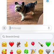 Buddy joined the competition — help win amazing prizes! dog, small_dog, wooden_floor, indoor, pet, curious, fluffy, standing, canine, fur, brown, black, ears, tail, mobile_phone, imessage, emoji_keyboard, screen, technology, communication