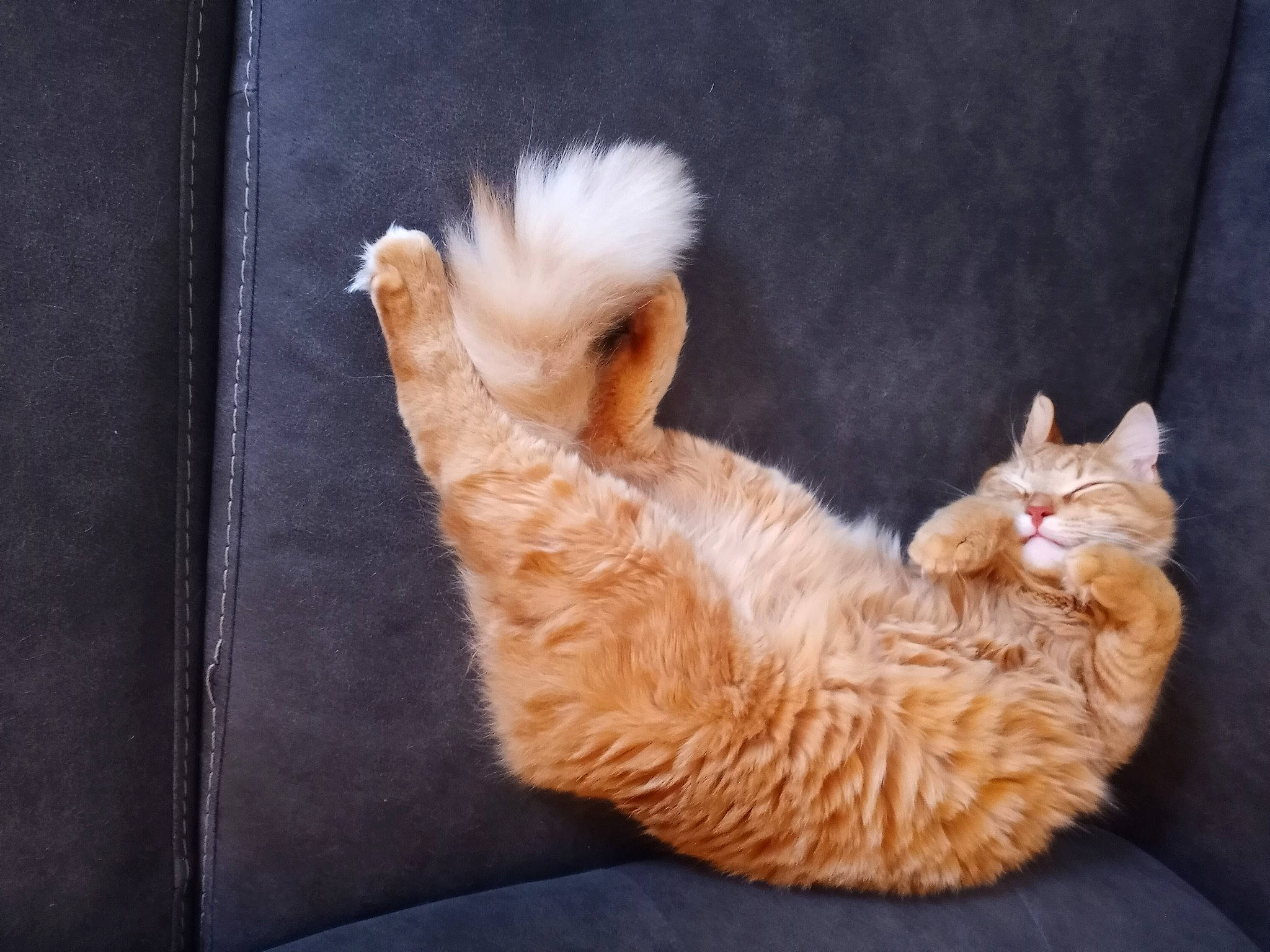 Darby joined the competition — help win amazing prizes! canidae, carnivore, cat, cat_supply, claw, comfort, dog_breed, domestic_short_haired_cat, fawn, felidae, foot, fur, gesture, nap, paw, small_to_medium_sized_cats, snout, sporting_group, tail, whiskers