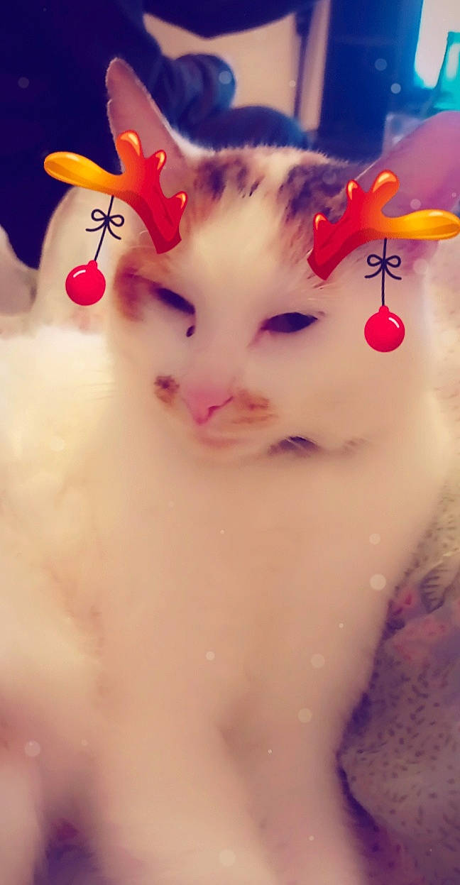 Nouméa participe au concours pour gagner de l'argent avec cette photo : art, carnivore, cat, fawn, felidae, flower, flowering_plant, gesture, happy, iris, light, mammal, petal, pink, plant, small_to_medium_sized_cats, snout, tail, vertebrate, whiskers