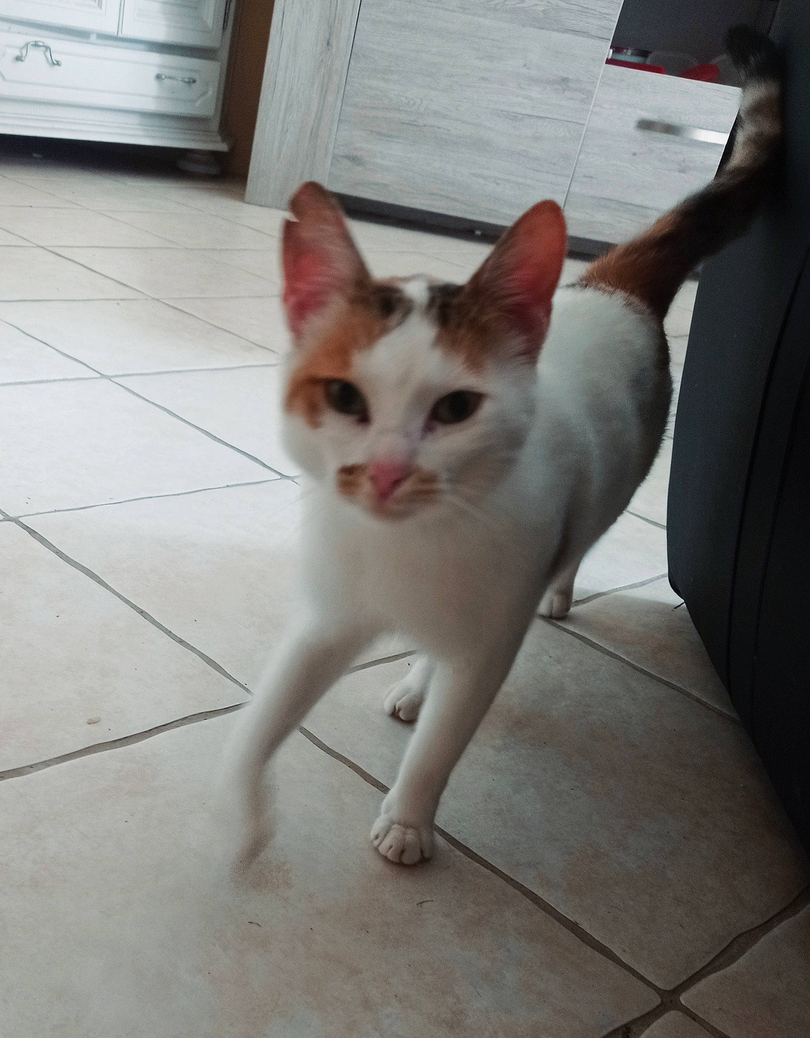 Nouméa a rejoint le concours — aidez-le/la à gagner de superbes lots ! carnivore, cat, claw, domestic_short_haired_cat, door, fawn, felidae, floor, flooring, foot, fur, hardwood, human_leg, paw, small_to_medium_sized_cats, snout, tail, tile_flooring, whiskers, wood