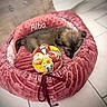 Alba a rejoint le concours — aidez-le/la à gagner de superbes lots ! puppy, dog, sleeping, pet, animal, pink, bed, pet_bed, toy, fabric_toy, floral, cozy, indoors, tile_floor, home, small_dog, brown_fur, resting, cute, photography