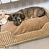 puppy, dog, sleeping, lying_down, pet, stuffed_animal, toy, pet_bed, sofa, cushion, beige, brown, fluffy, cute, cozy, indoor, furniture, gold_legs, portrait, relaxed