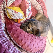 Alba participe au concours pour gagner de l'argent avec cette photo : guinea_pig, rodent, pet, sleeping, cozy, blanket, bed, fabric, pink, floral, plaid, toy, ball, snuggled, indoors, cute, fur, resting, animal, closeup
