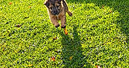 Alba a rejoint le concours — aidez-le/la à gagner de superbes lots ! puppy, dog, animal, outdoor, grass, lawn, sunlight, jumping, running, leaping, playful, brown_fur, black_face, floppy_ears, pointed_ear, tail, fallen_leaves, backyard, motion, pet