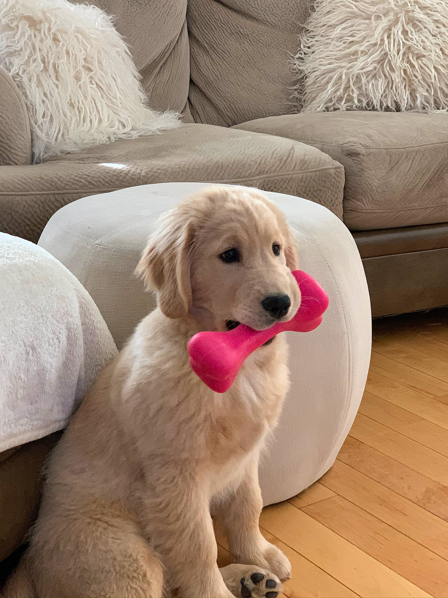 Sophie is registered to the contest to win money with this photo: beige, canidae, carnivore, comfort, companion_dog, couch, dog, dog_breed, fur, gun_dog, labrador_retriever, laminate_flooring, living_room, mammal, retriever, sporting_group, vertebrate, wood_flooring, working_animal, yellow