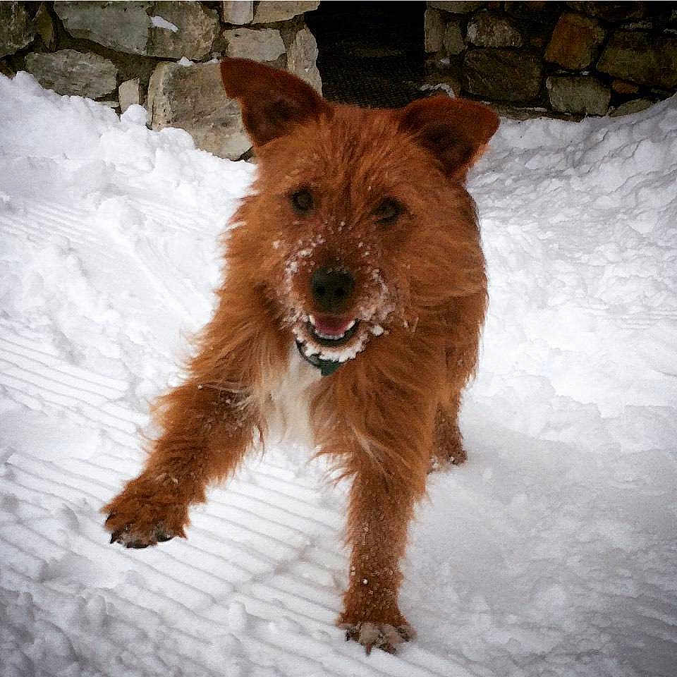 Benji
