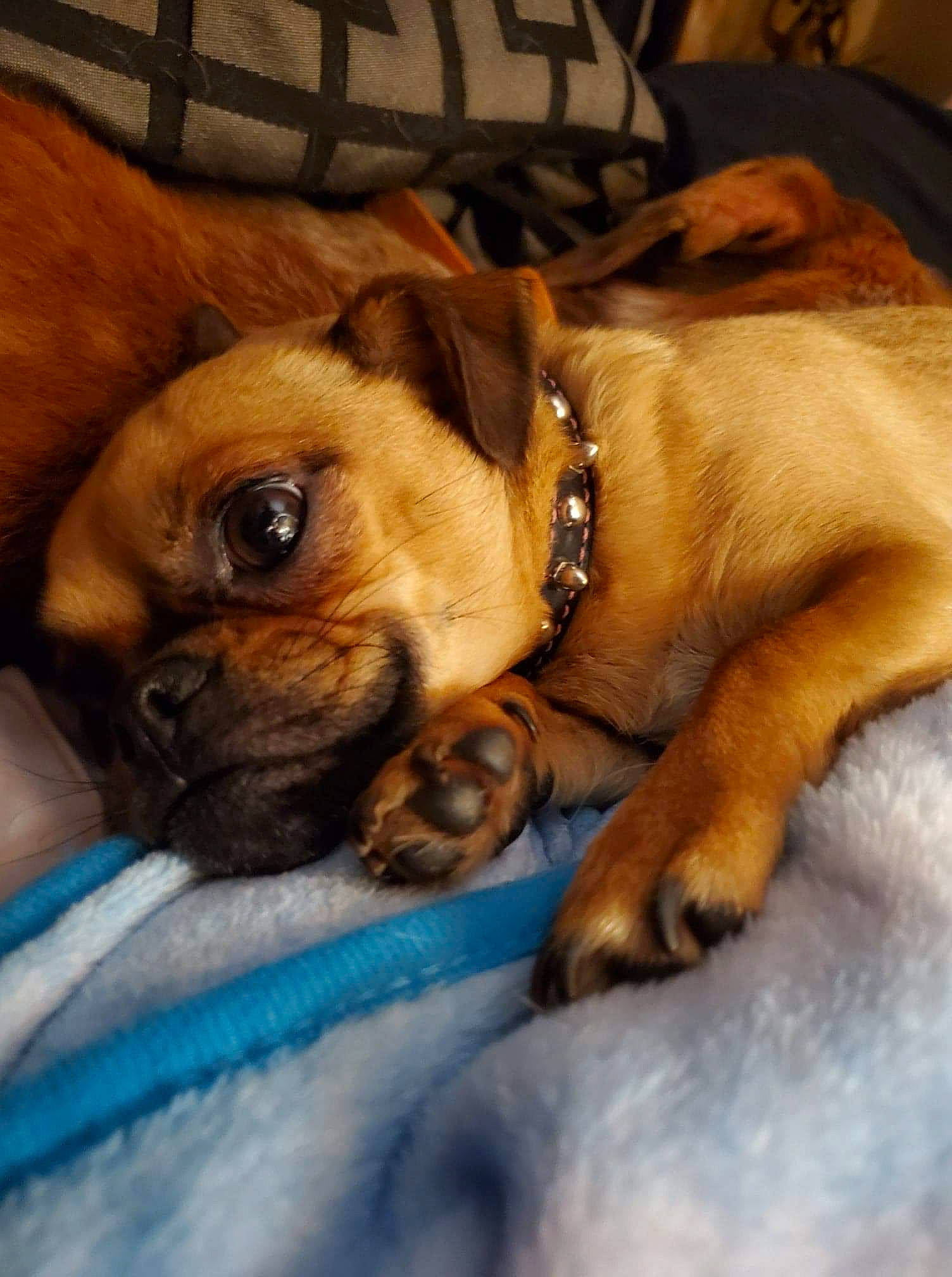 Gracie Mae is registered to the contest to win money with this photo: boerboel, boxer, bullmastiff, canidae, carnivore, companion_dog, dog, dog_breed, fawn, mammal, old_english_bulldog, perro_de_presa_mallorquin, puggle, puppy, puppy_love, rare_breed_dog, snout