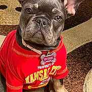 Deb is registered to the contest to win money with this photo: dog, french_bulldog, puppy, red_shirt, collar, dog_tag, carpet, indoor, pet, cute, sitting, portrait, close_up, animal, young_dog, brown_paws, ears_up, looking_at_camera, pet_apparel, adorable
