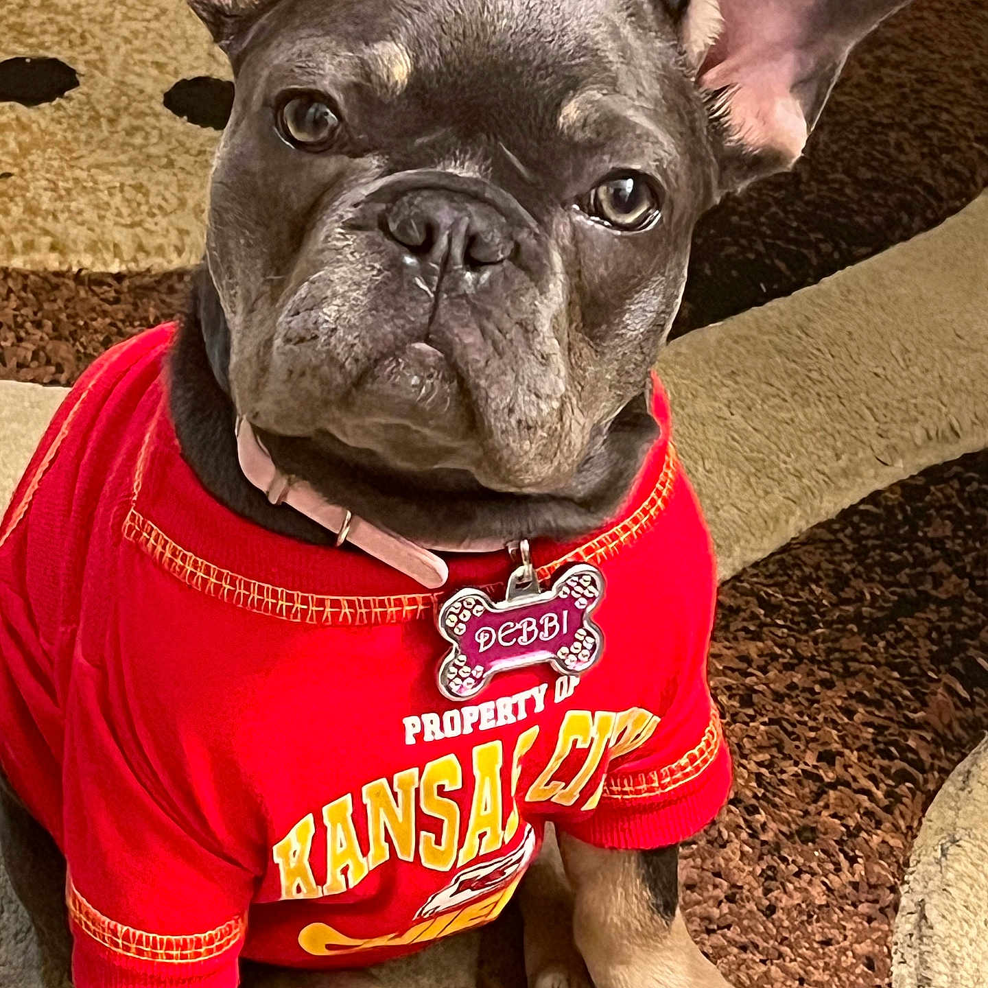 Deb is registered to the contest to win money with this photo: dog, french_bulldog, puppy, red_shirt, collar, dog_tag, carpet, indoor, pet, cute, sitting, portrait, close_up, animal, young_dog, brown_paws, ears_up, looking_at_camera, pet_apparel, adorable